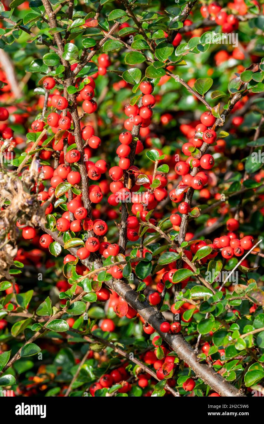 Cotoneaster horizontalis a spring zwerg spreizung Strauch Hedging plant with Red Berries and blättrig in the herbsting Fall, Stock photo image Stockfoto