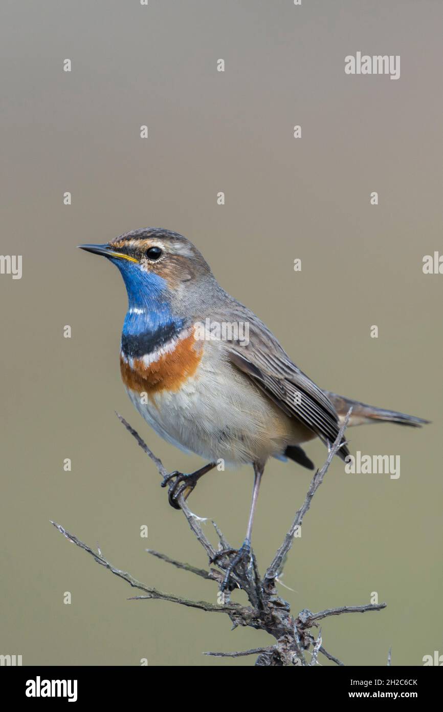 Wunderschönes songbird... Weißfleckiger Blaukehlchen ( Luscinia svecica ), männlich, auf einem trockenen Sanddornbusch thront, Tierwelt, Europa. Stockfoto