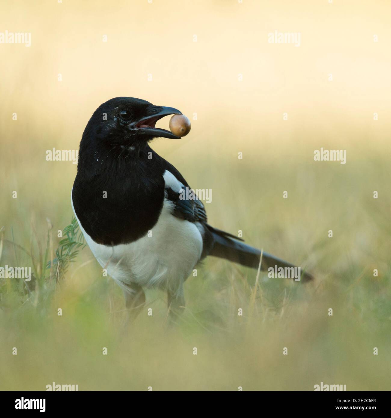 Eurasische Elster ( Pica pica ), junger Vogel, der eine Eichel im Schnabel trägt, um sie für Winterfutter zu verstecken, und sich vorsichtig umsieht, Tierwelt, Europa Stockfoto