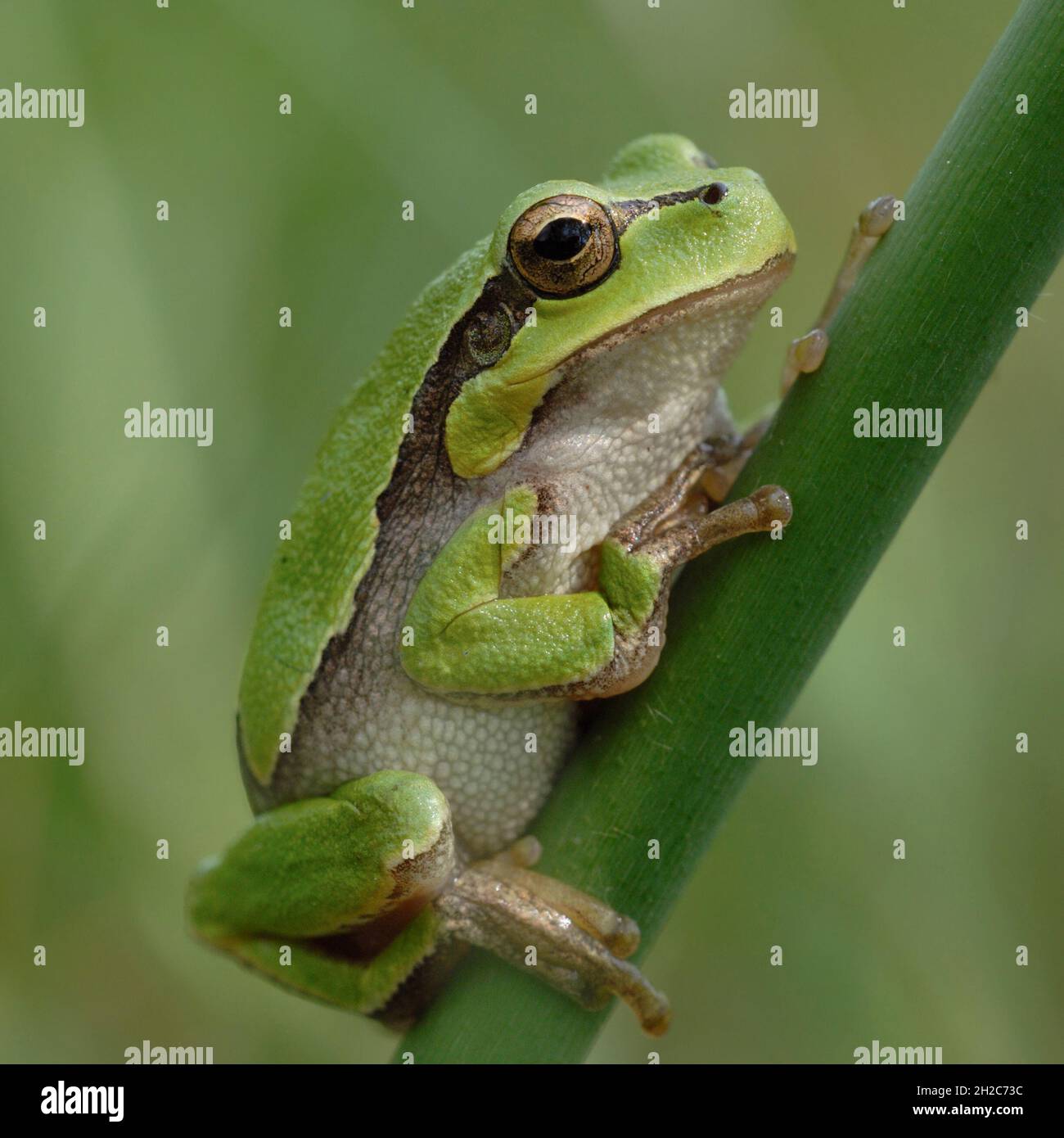 Grüner europäischer Baumfrosch ( Hyla arborea ), der auf einem Schilfstock ruht, Tierwelt, Europa. Stockfoto