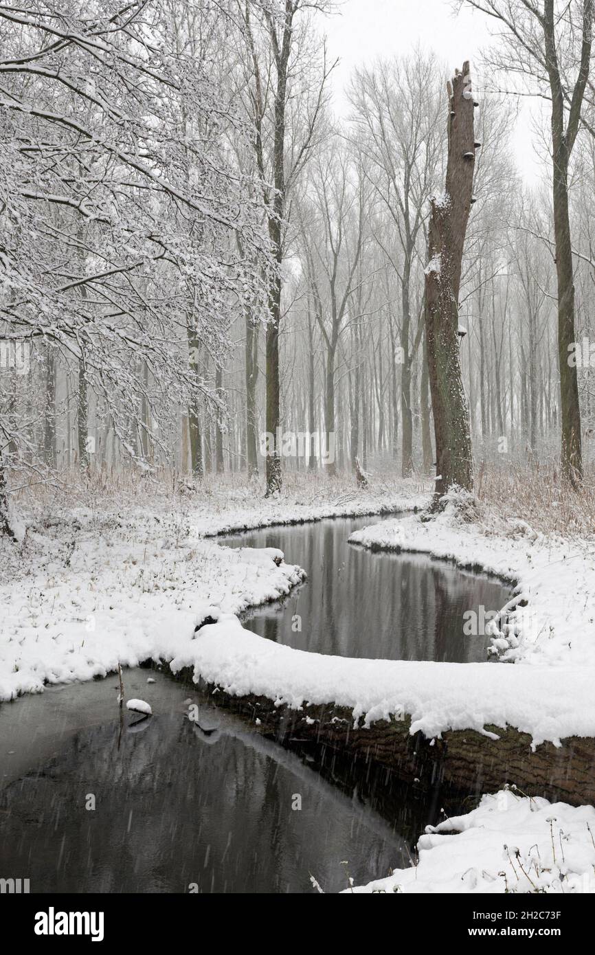Winterpause, schneebedeckter Sumpfwald in der Niederrheinregion, Nordrhein-Westfalen, Deutschland, Europa. Stockfoto