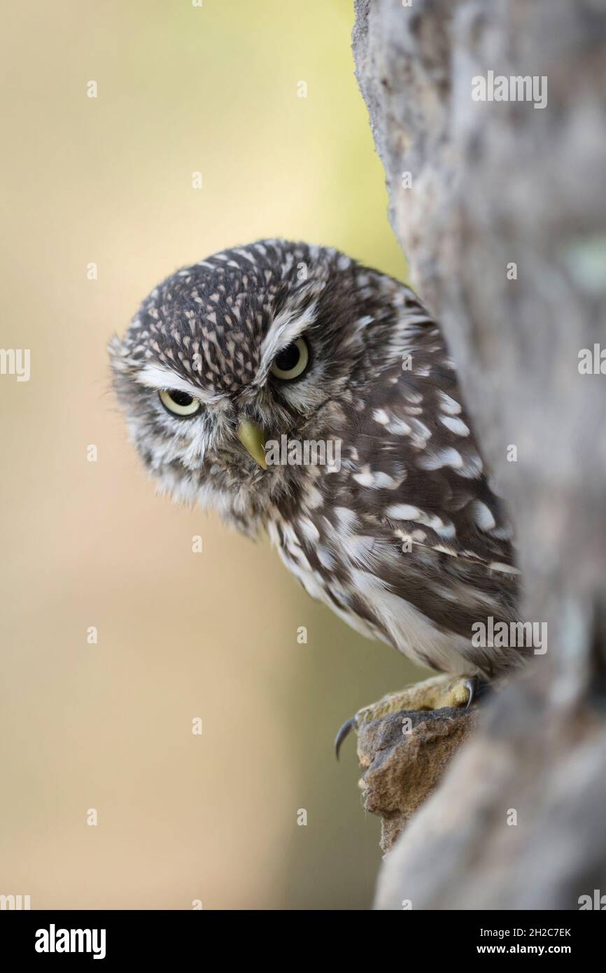 Kleine Eule / Minervas Eule ( Athene noctua ) in einer Wand aus Felsen thront, halb versteckt, sieht ernst auf den Boden, Tierwelt, Europa. Stockfoto