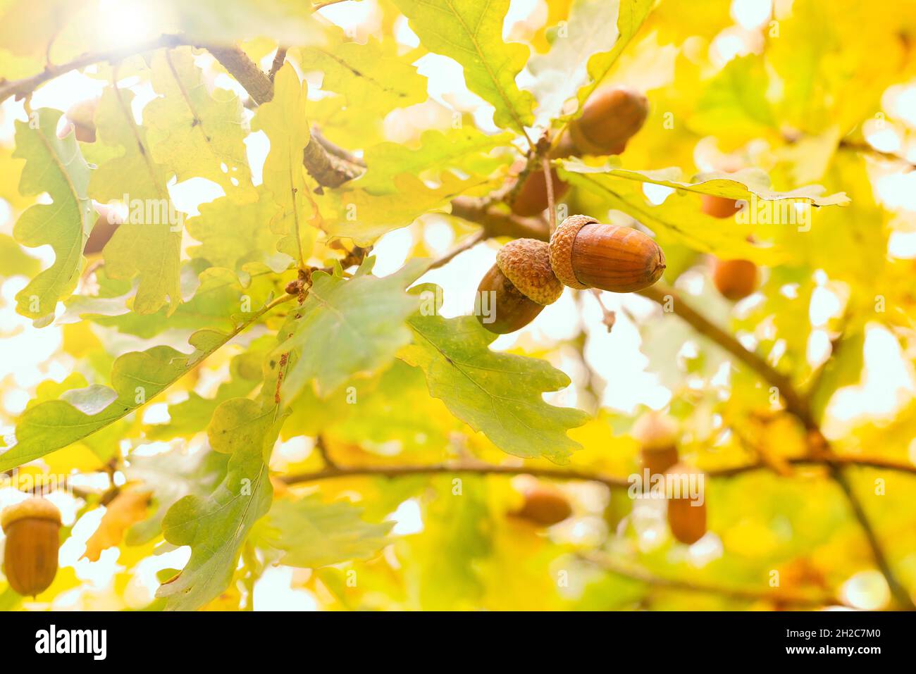 Herbstgelbe Blätter von Eichenbaum Sonne Lichter. Wunderschöne Naturlandschaft. Stockfoto