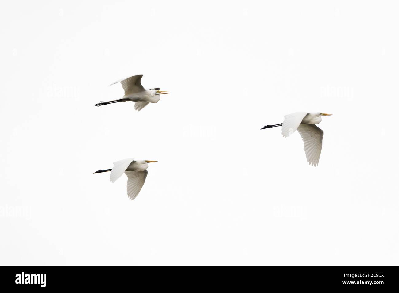 Drei Silberreiher, Ardea alba, im Flug über Pantanal. Pantanal, Mato Grosso, Brasilien Stockfoto