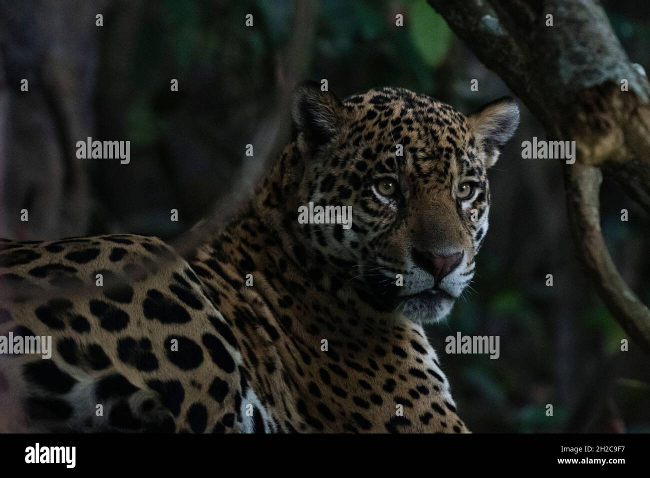 Nahaufnahme eines jaguar, Panthera onca, im Schatten des späten Nachmittags. Pantanal, Mato Grosso, Brasilien Stockfoto