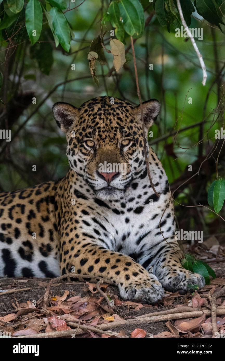 Ein jaguar, Panthera onca, der im Schatten ruht und auf die Kamera schaut. Pantanal, Mato Grosso, Brasilien Stockfoto