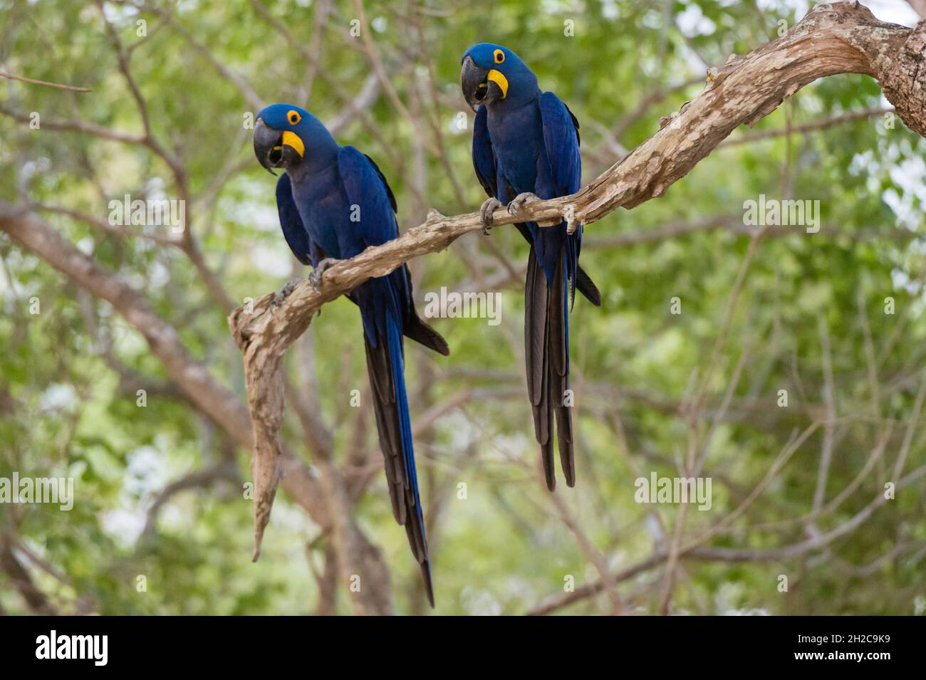 Zwei Hyazintharas, Anodorhynchus hyazinthus, die auf einem Ast stehen. Mato Grosso Do Sul, Brasilien. Stockfoto