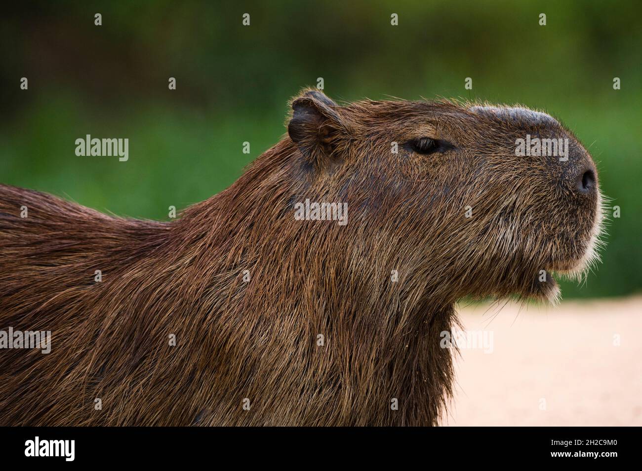 Porträt einer Capybara, Hydrochaeris hydrochaeris. Mato Grosso Do Sul, Brasilien. Stockfoto