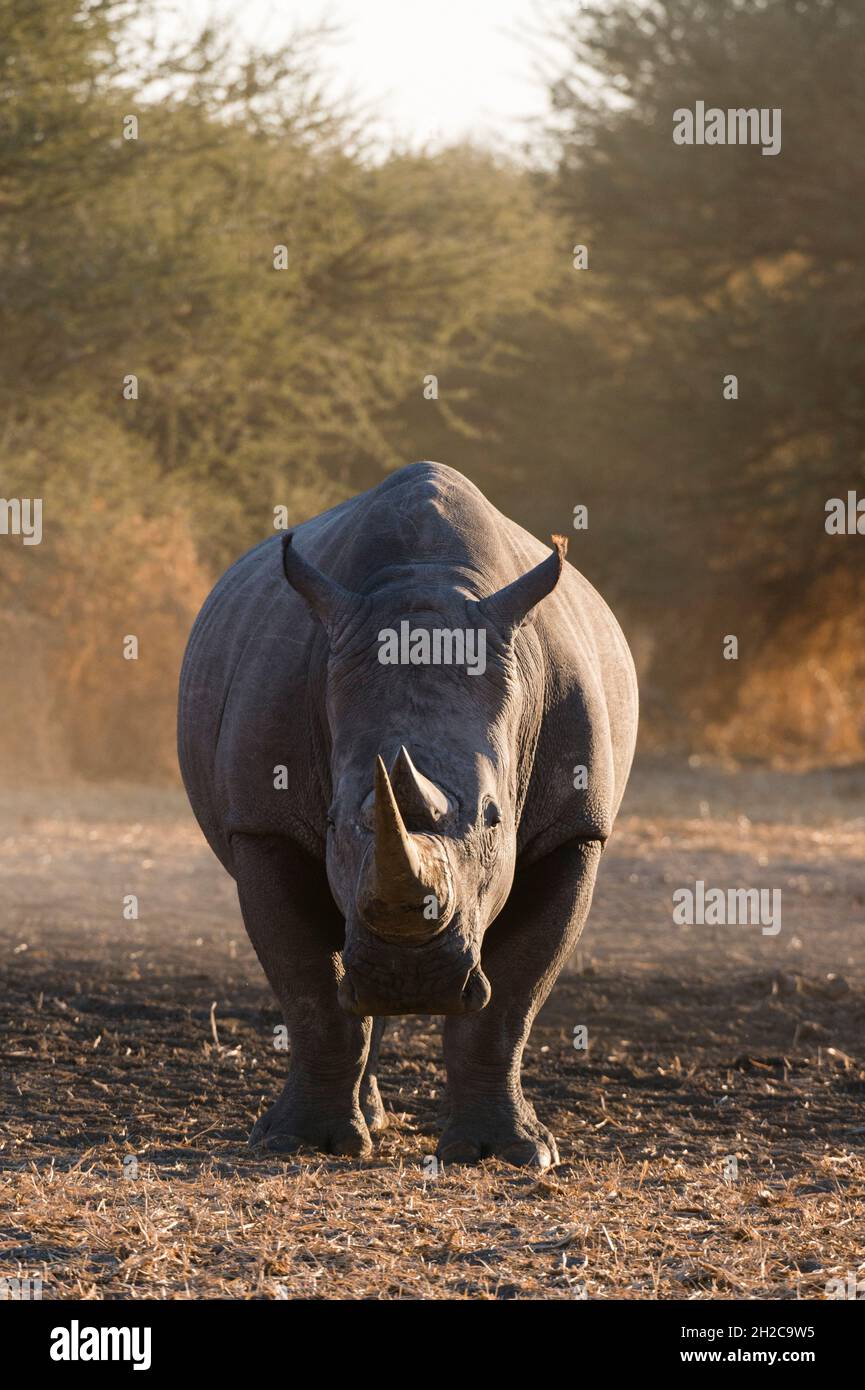 Ein weißes Nashorn, Ceratotherium simum, schaut auf die Kamera. Kalahari, Botswana Stockfoto