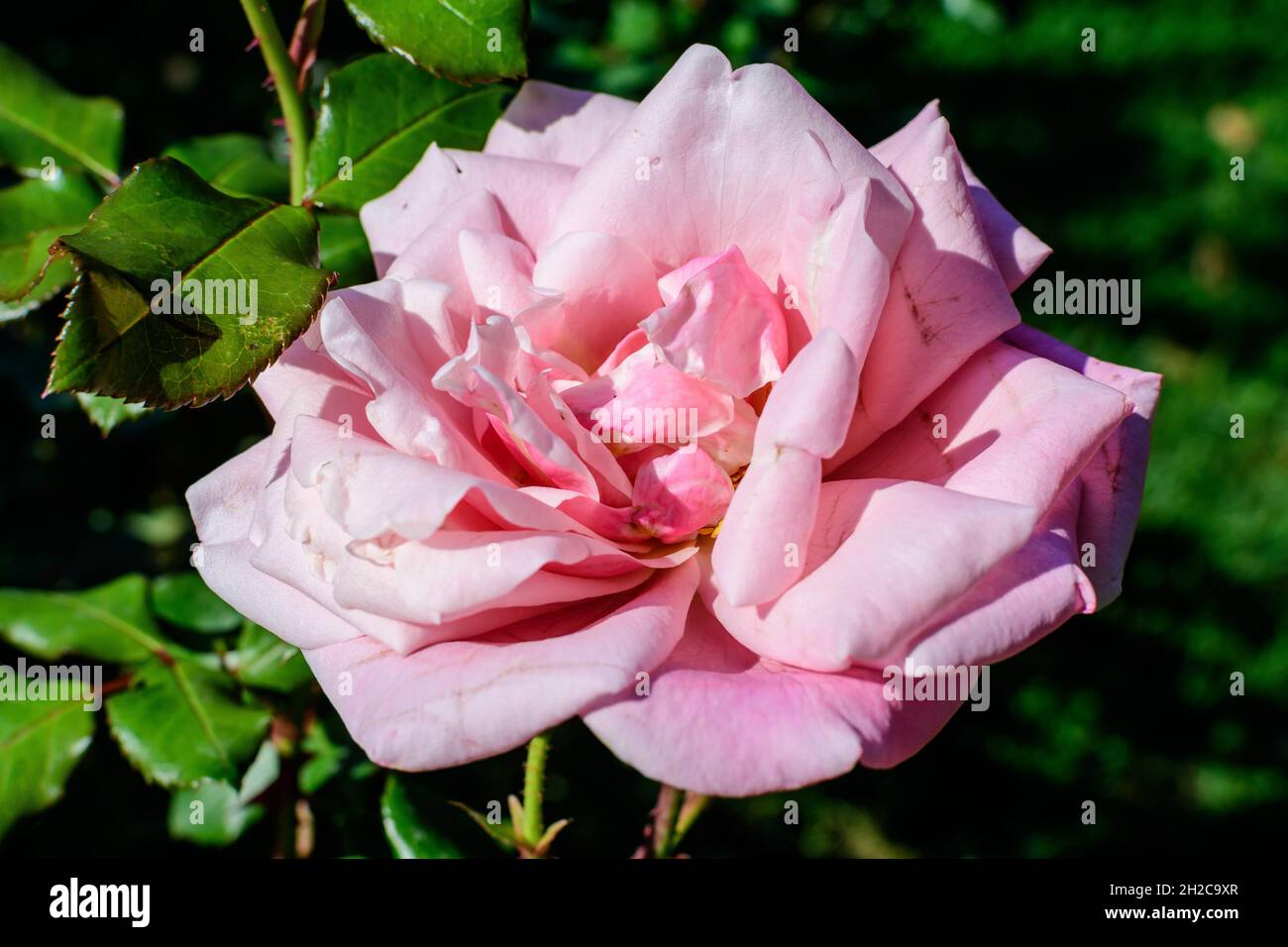 Eine große und zarte, leuchtend rosa Rose in voller Blüte in einem Sommergarten, bei direkter Sonneneinstrahlung, mit verschwommenen grünen Blättern im Hintergrund Stockfoto