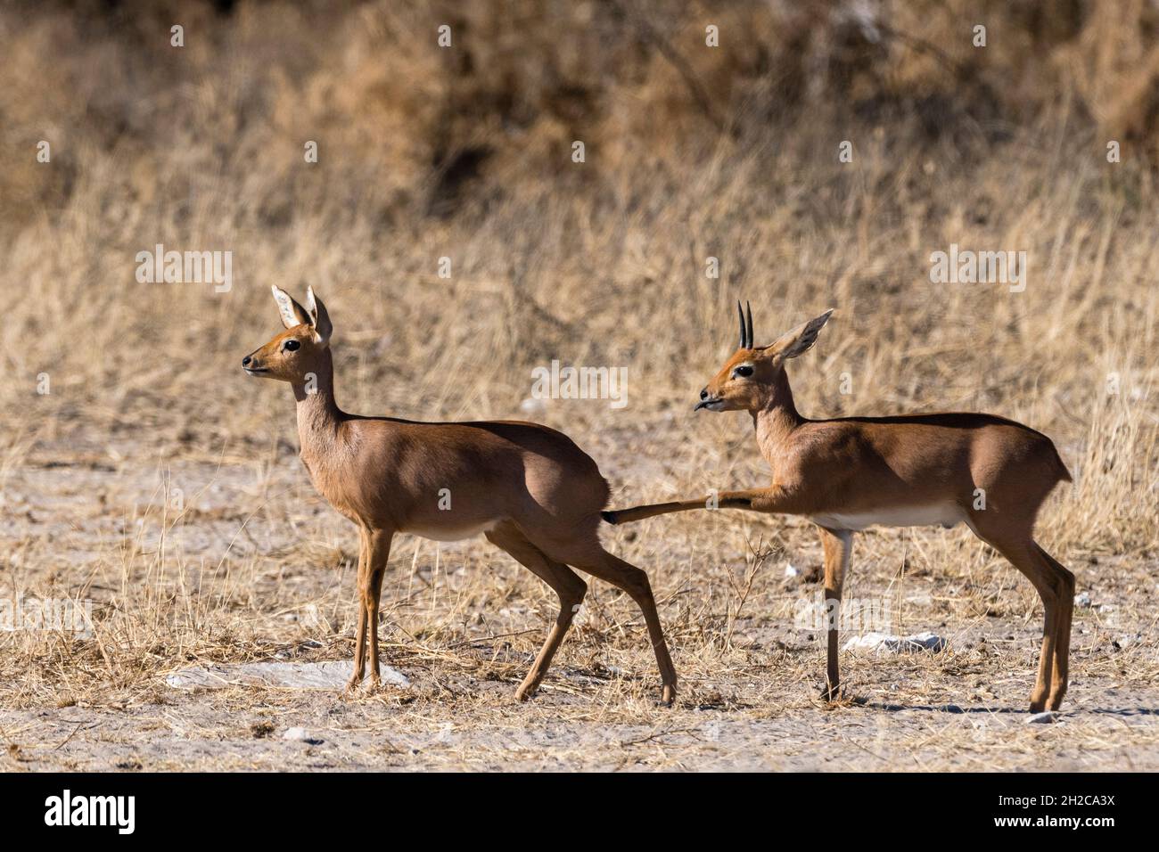 Ein Paar Steenboks, Raphicerus campestris. Kalahari, Botswana Stockfoto