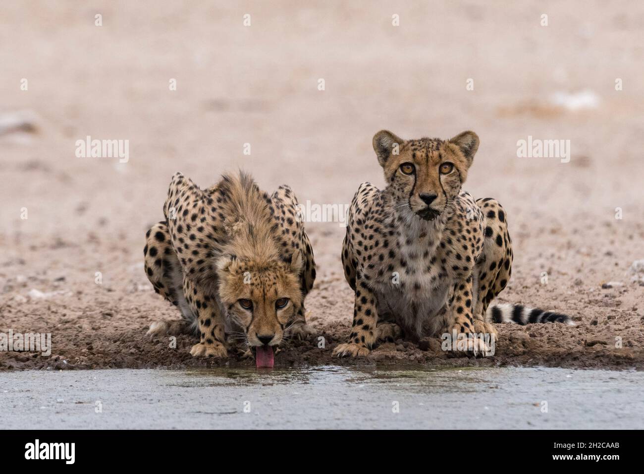 Zwei Geparde, Acinonyx jubatus, trinken an einem Wasserloch in Kalahari, Botswana Stockfoto