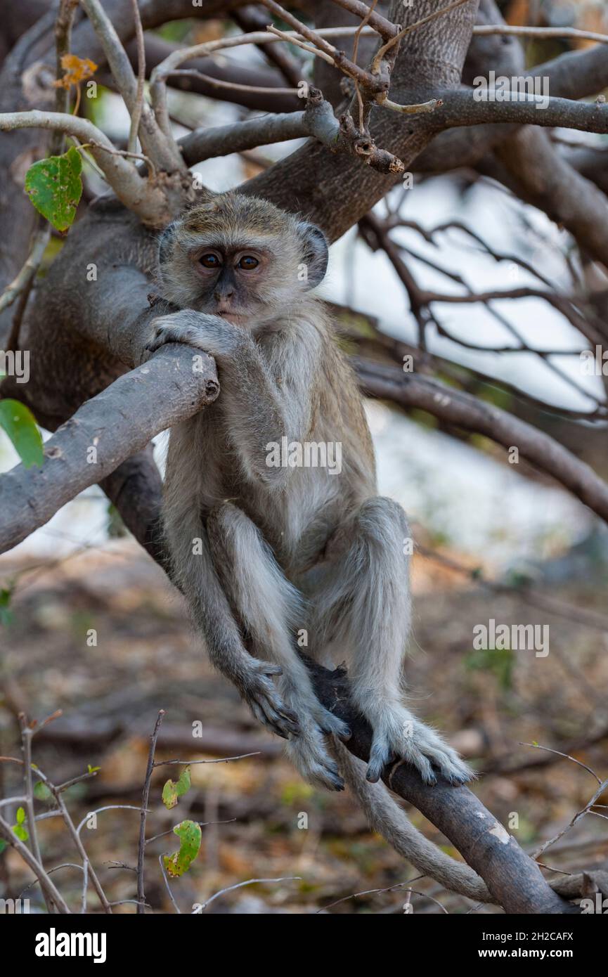 Porträt eines vervettierten Affen, Cercopithecus aethiops, der auf einem Ast sitzt. Chobe National Park, Botswana. Stockfoto