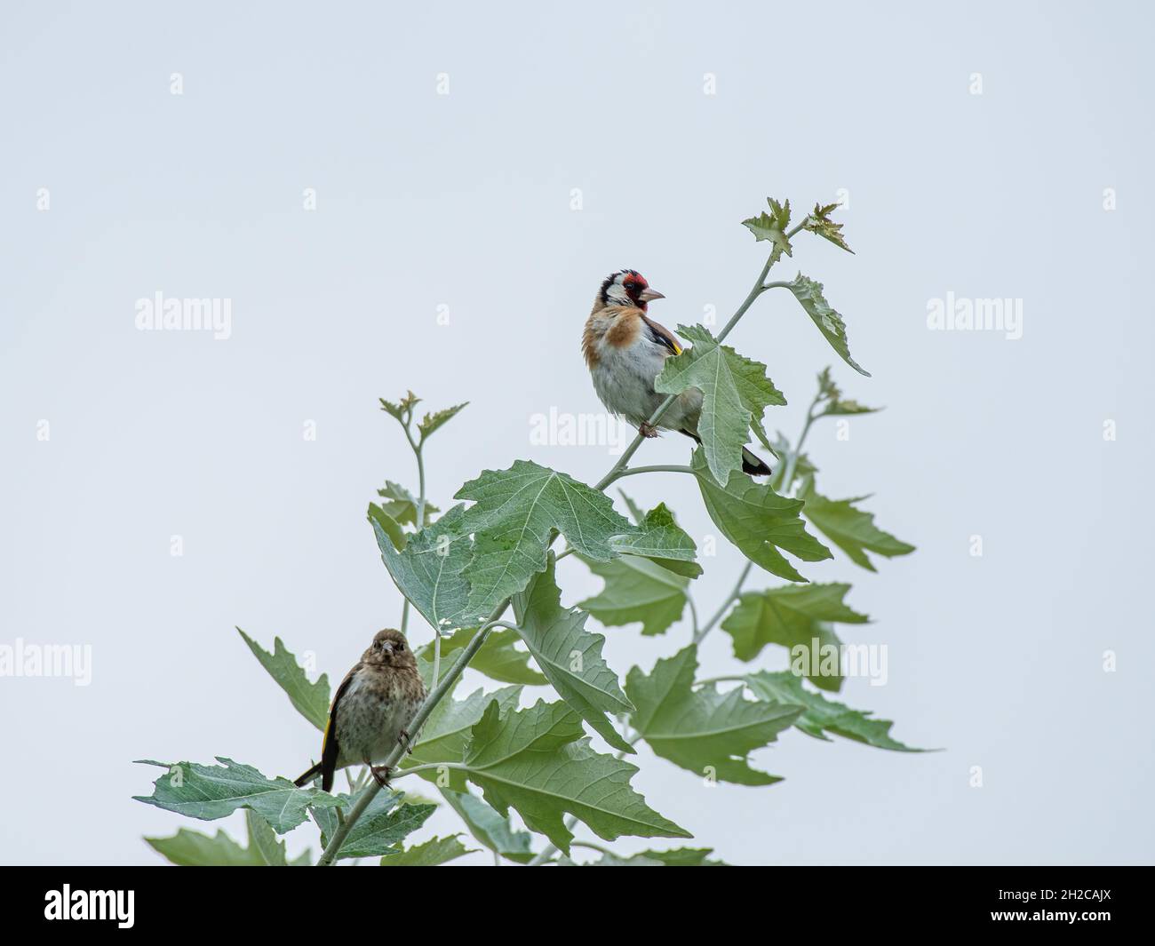 Erwachsener und jugendlicher europäischer Goldfink, Carduelis carduelis in einem Baum vor klarem Hintergrund in Großbritannien. Stockfoto