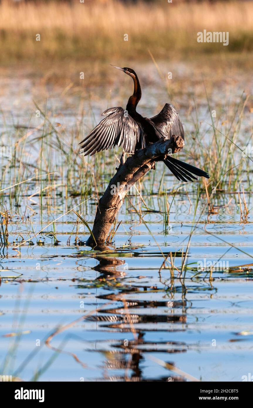 Ein afrikanischer Darter, Anhinga rufa, sonnening seine Flügel auf einem Überwasserbarsch. Chobe River, Chobe National Park, Kasane, Botswana. Stockfoto