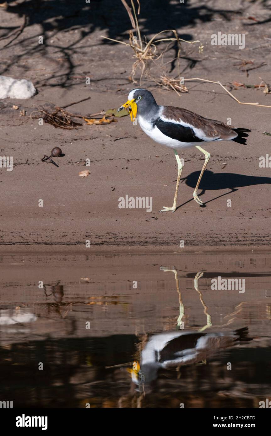 Porträt des weißkiebigen Kiebitz, Vanellus albiceps, am Rand des Wassers. Chobe River, Chobe National Park, Kasane, Botswana. Stockfoto