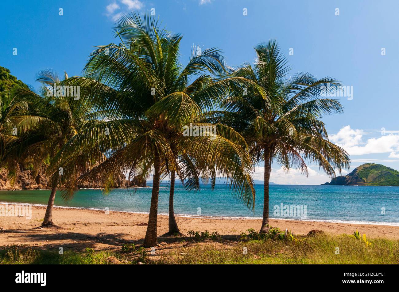 Palmen bieten Schatten am ruhigen Rodrigue Beach. Terre de Haut, Iles des Saintes, Guadeloupe, Westindien. Stockfoto