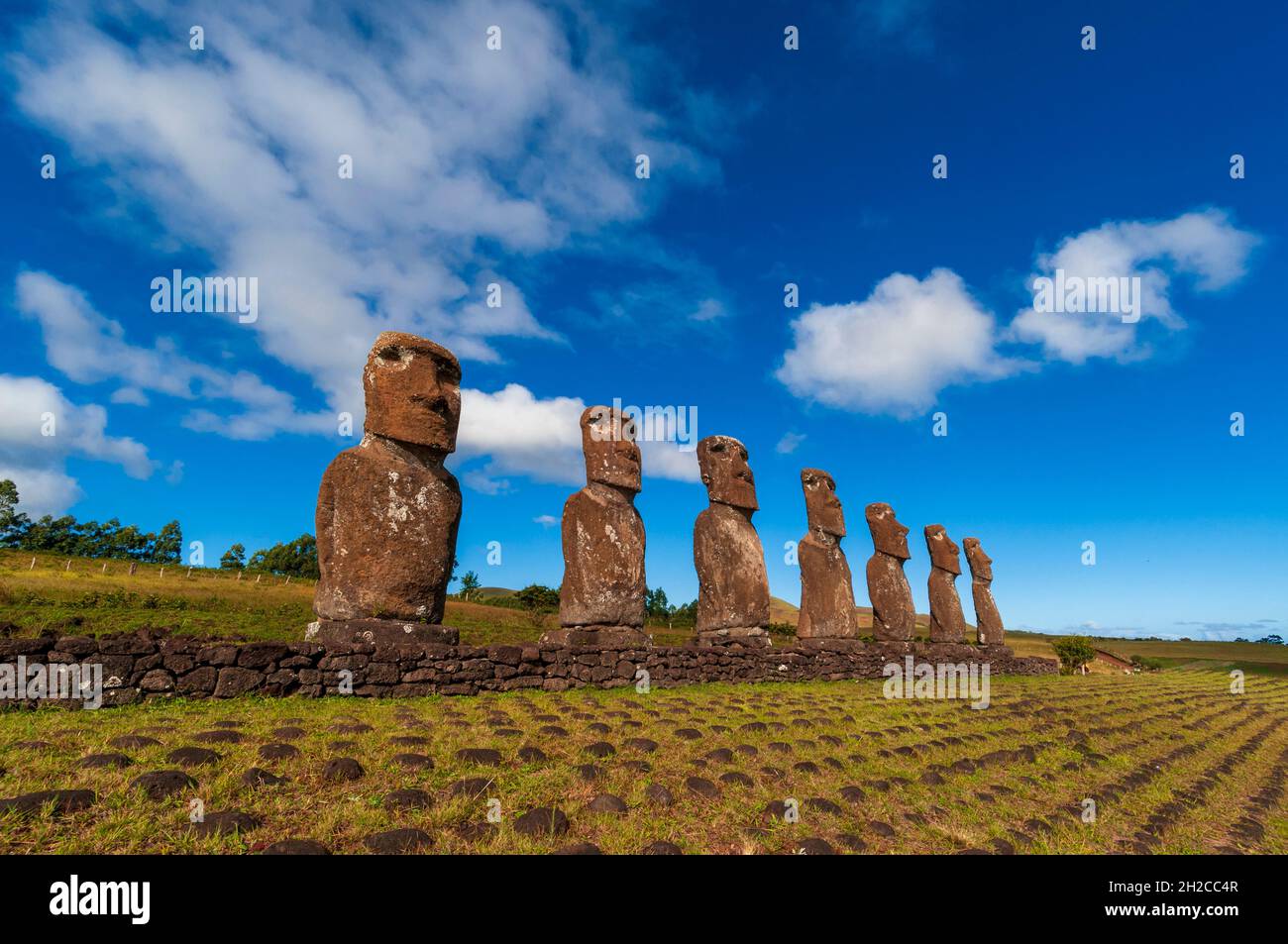 Moai-Statuen von Ahu Akivi. Rapa Nui, Osterinsel Chile Stockfoto