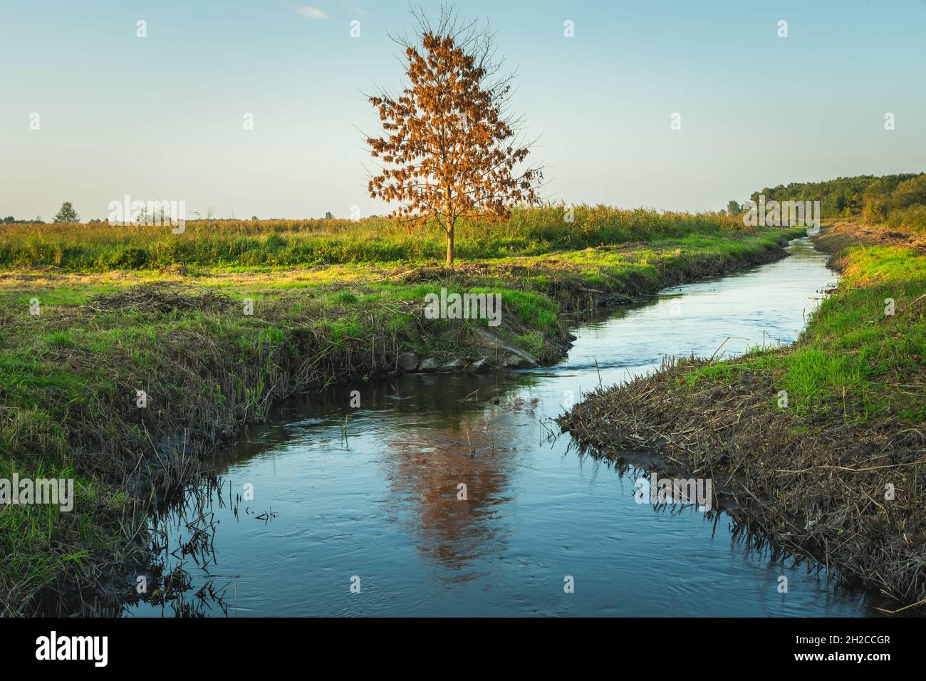 Herbstbaum, der an einem kleinen Fluss wächst, Stankow, Lubelskie, Polen Stockfoto