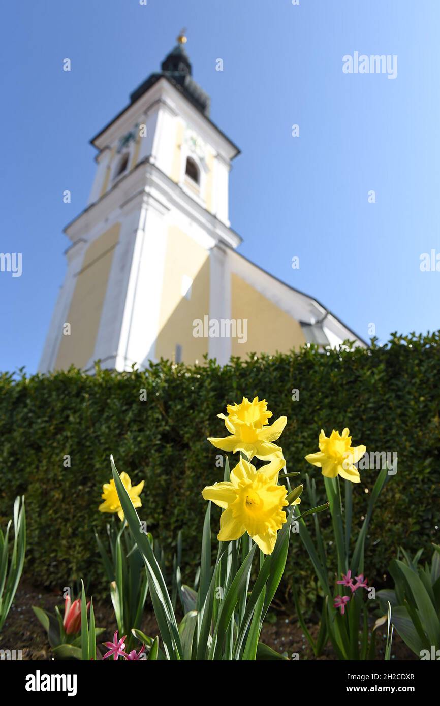 Märzenbecher, Narzisse; Kirche in Vorchdorf; der Märzenbecher ist die bekannteste Pflanzenart aus der Gattung der Narzissen. Seine gelbe große Blüten b Stockfoto