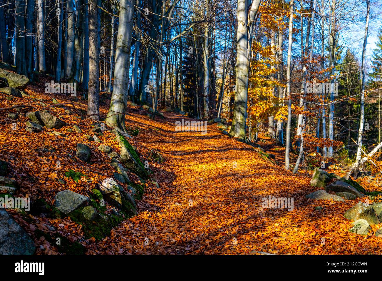 Waldwanderweg am bunten Herbsttag Stockfoto