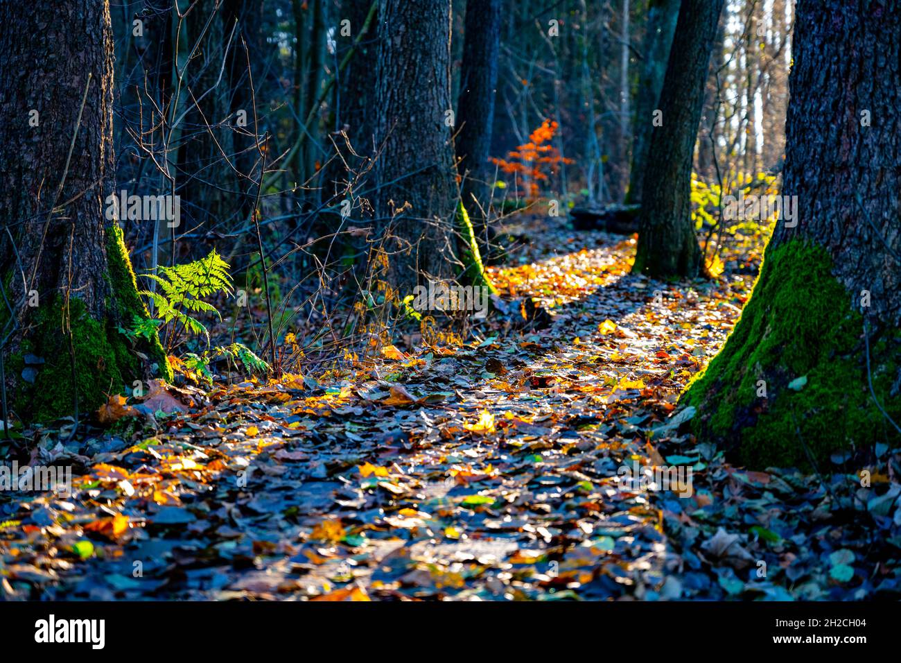 Waldwanderweg am bunten Herbsttag Stockfoto