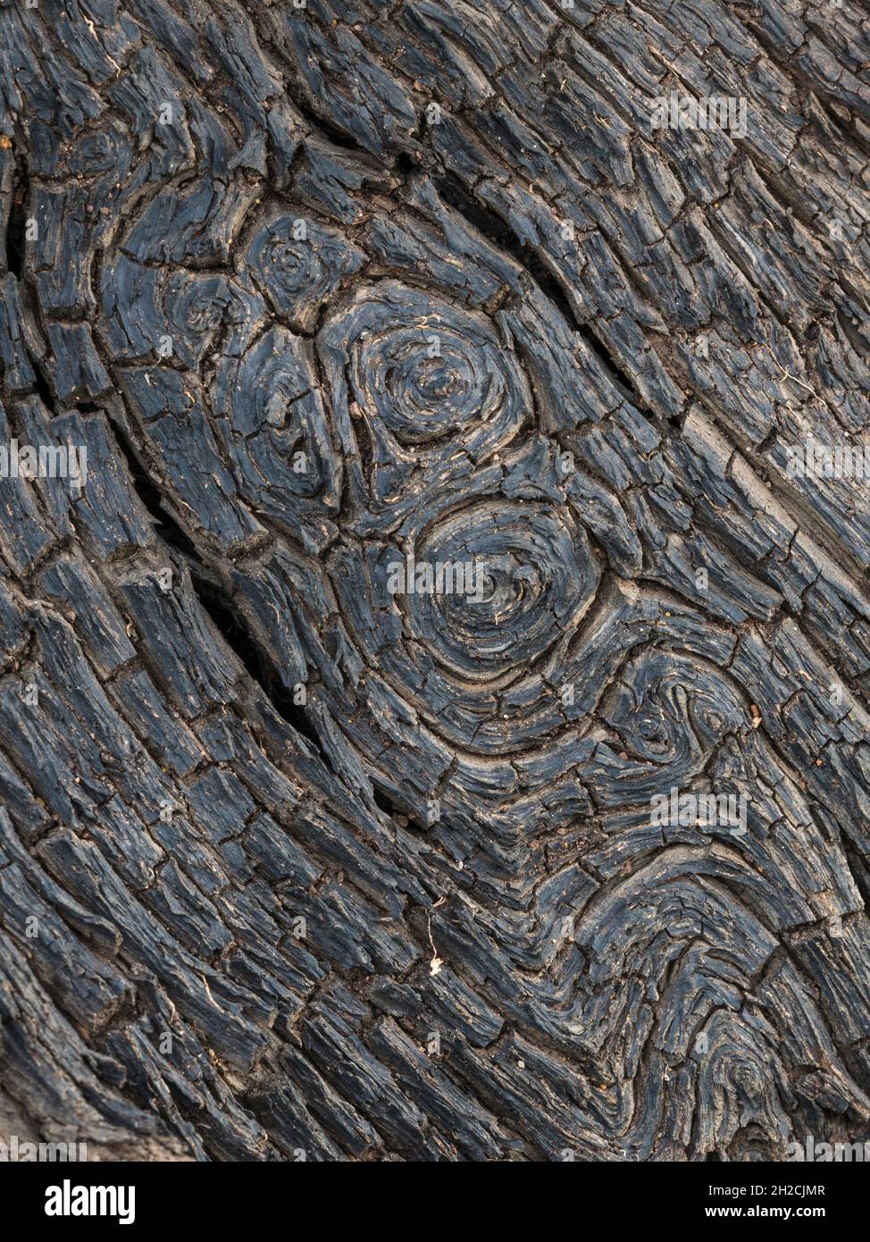 Nahaufnahme von Knoten auf einer Mooreiche, Cambridgeshire, England Stockfoto