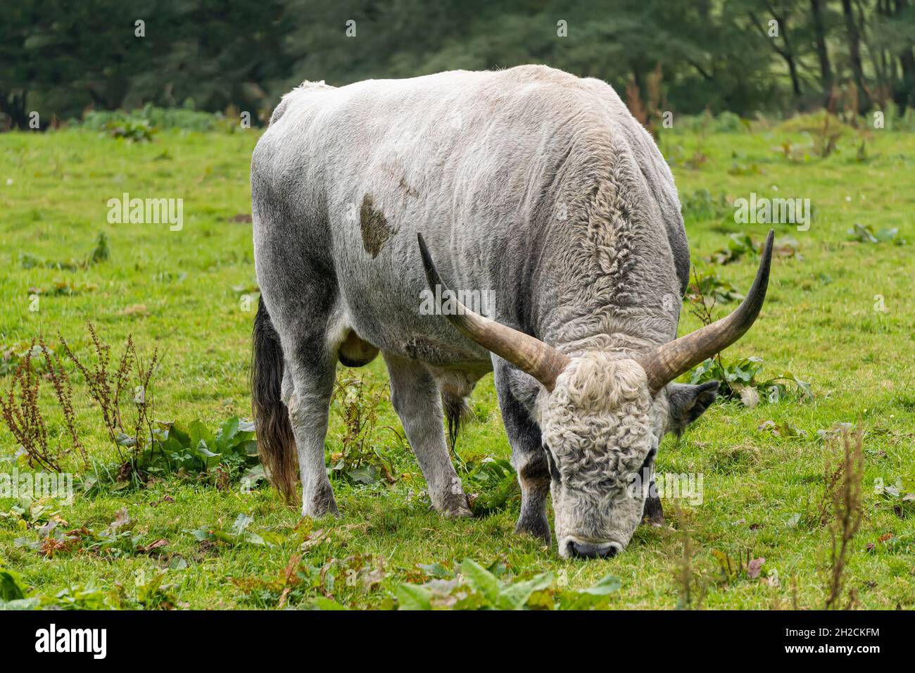 Bos primigenius taurus - Ungarisches Grauvieh Stockfoto