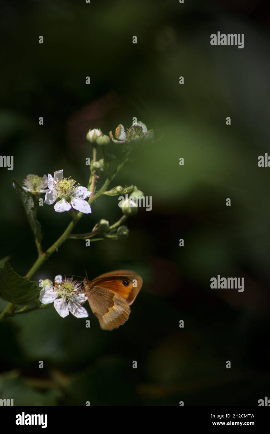 Eine Wiese braun (Maniola jurtina) auf einer Brombeeren Blume Stockfoto
