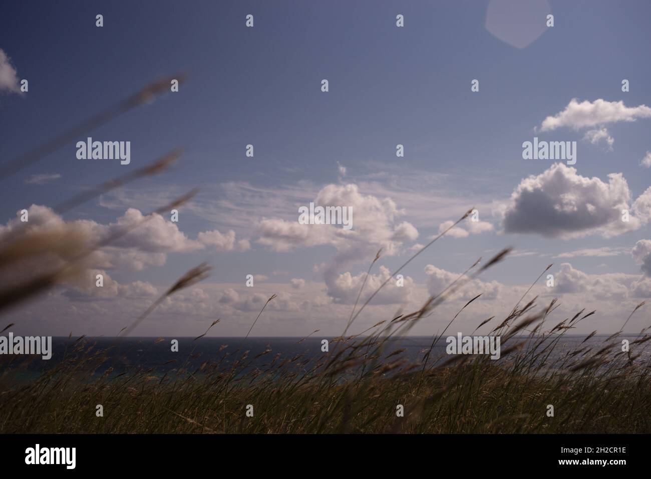 Unter den Wolken steht das Gras an der Schwarzmeerküste. Krim Stockfoto