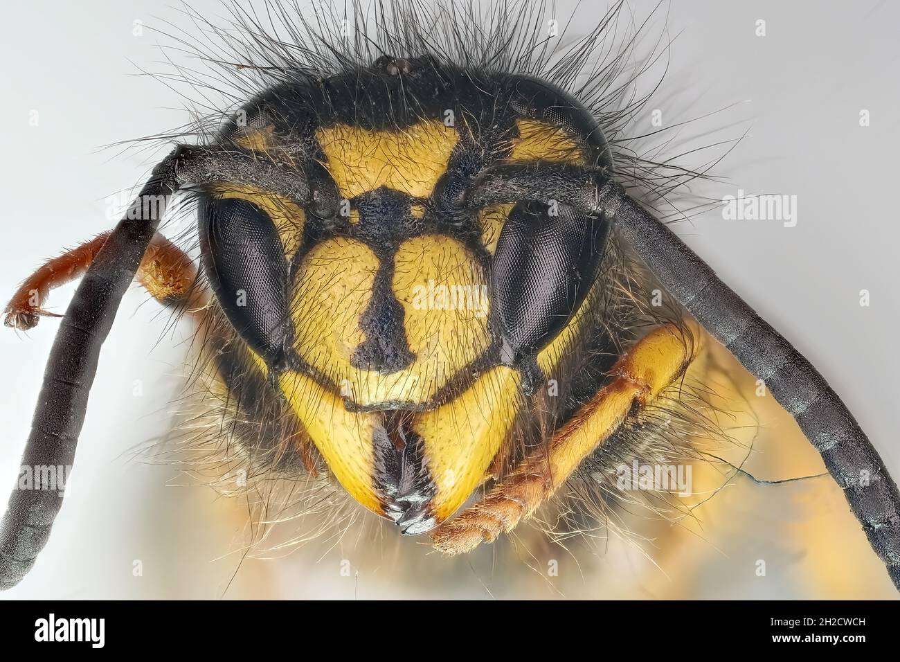 Wespkopf, Scheider Kreuznach Componon 2.8 / 35mm 'Macro Iris' Objektiv, Blende 3.0, Kamera Sony A 6400, Belichtung 1/6 Sekunden, ISO-100. 217 Fotos. Skalieren Stockfoto