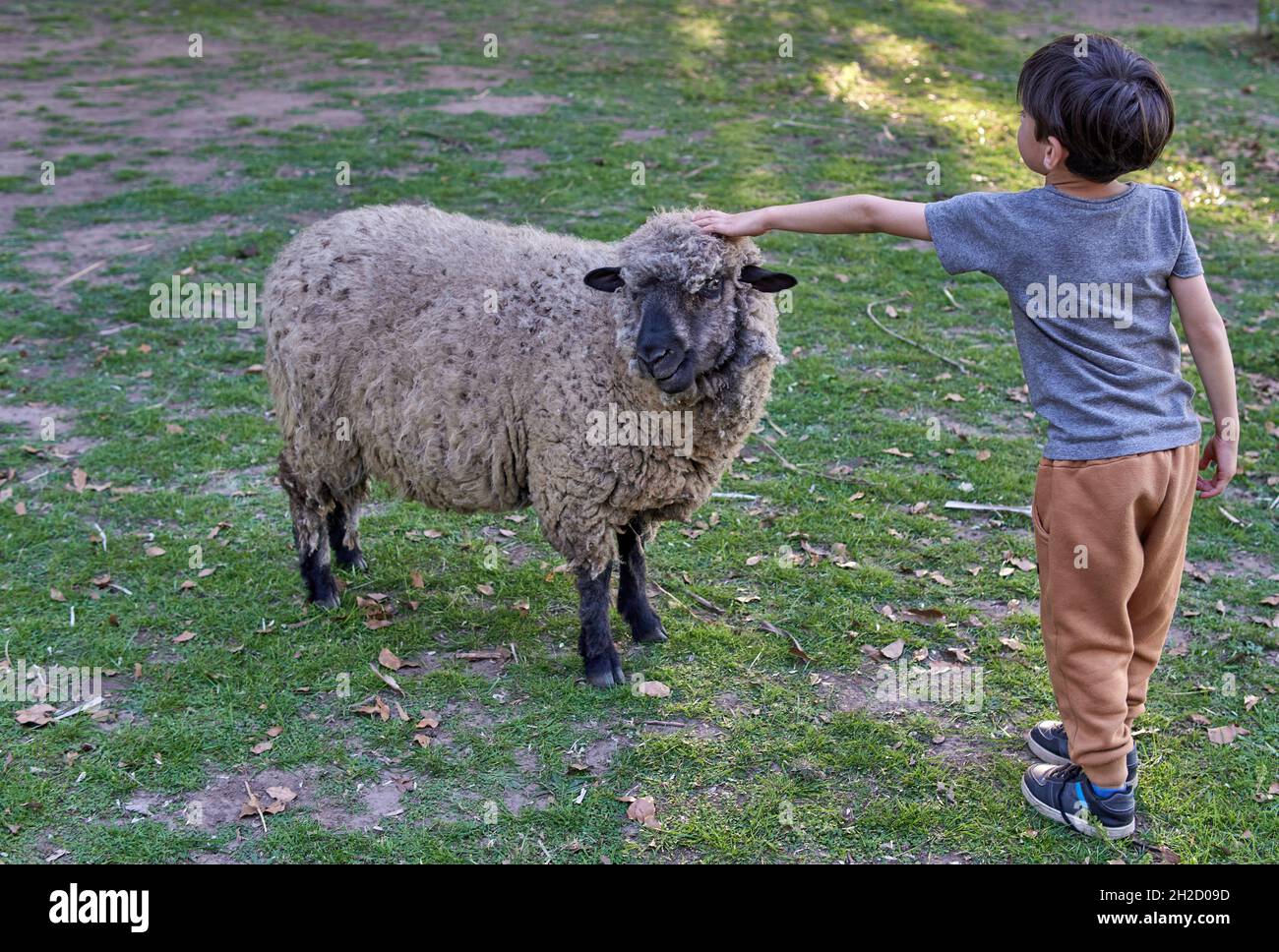 Kleiner Junge streicheln ein Schaf auf einem Bauernhof in Argentinien. Horizontal Stockfoto