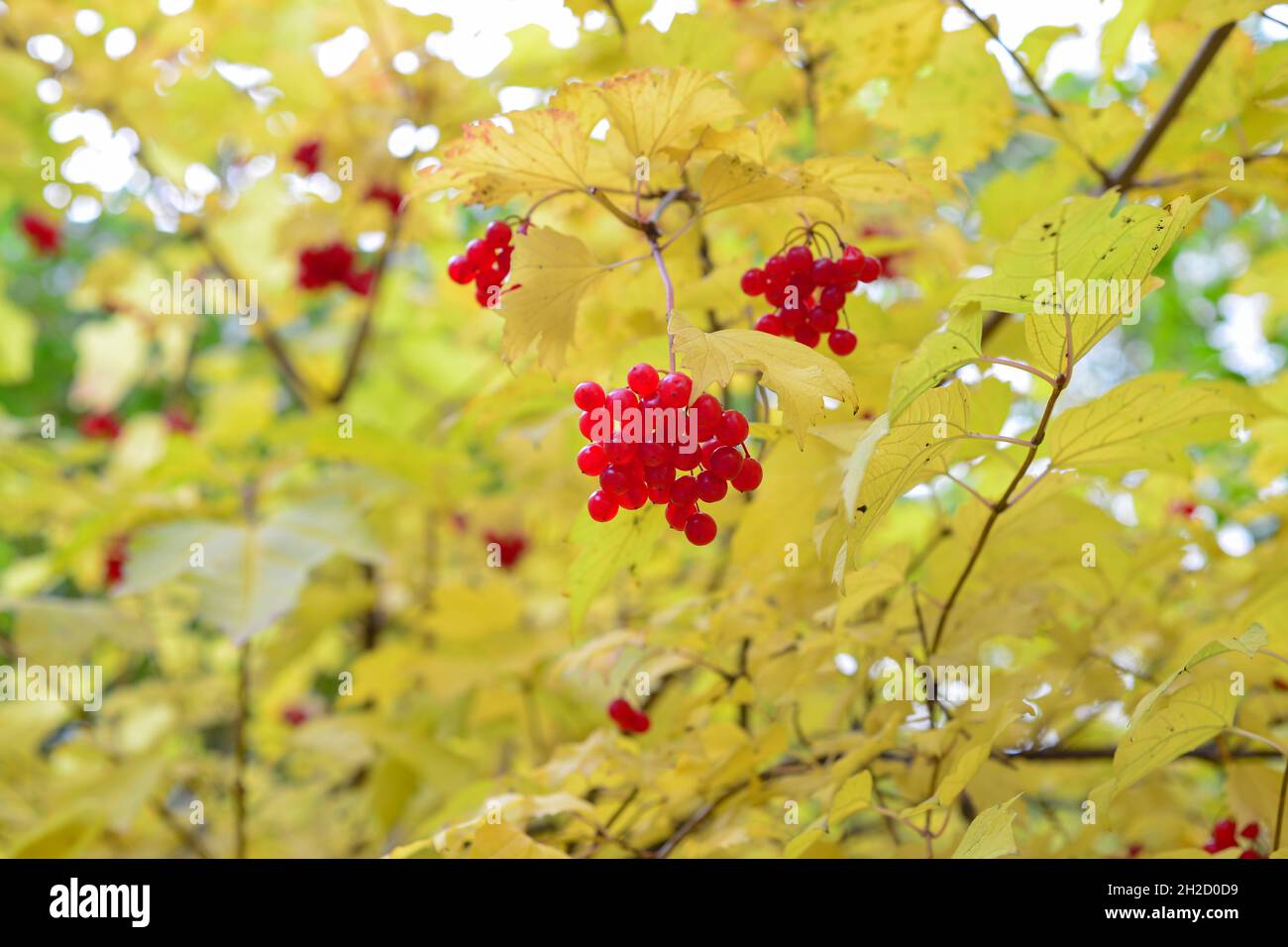 Viburnum-Busch mit roten Beeren bei sonnigem Herbstwetter Stockfoto