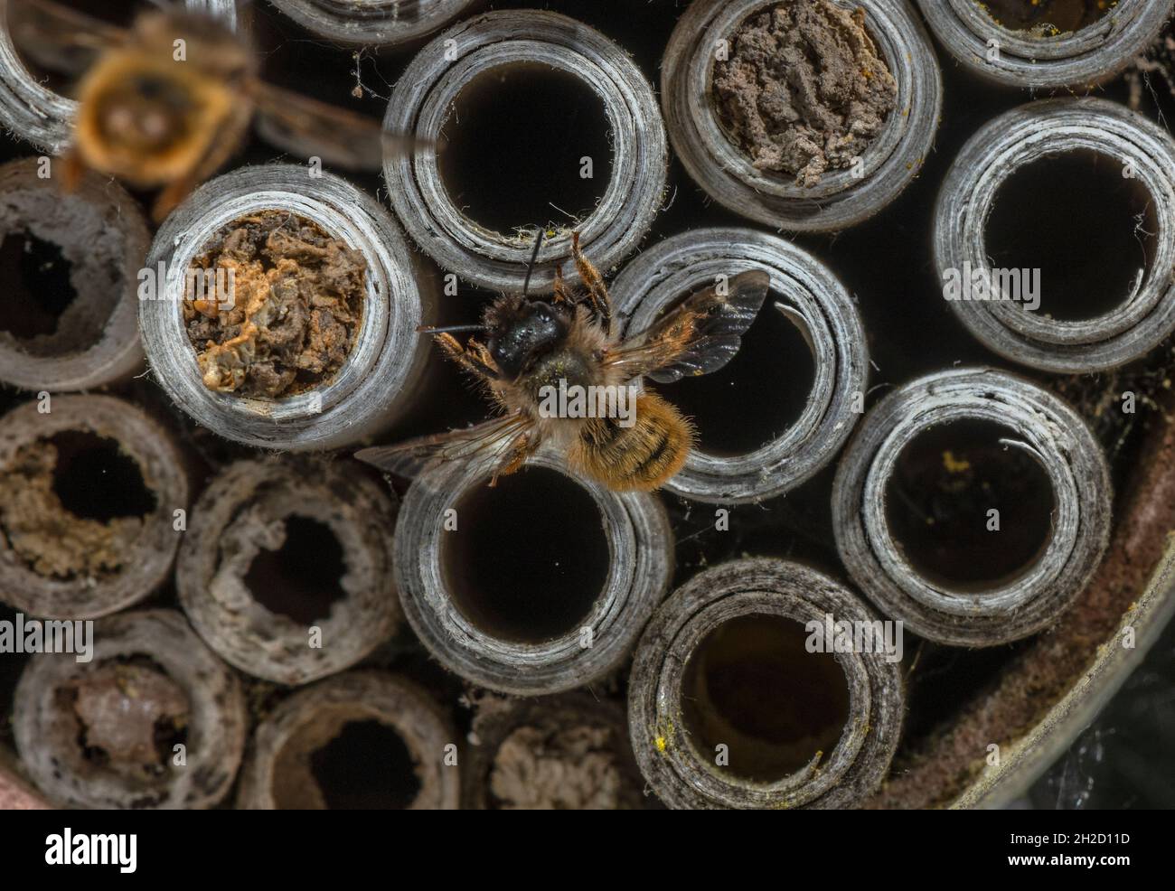 Red Mason Bee, Osmia bicornis, an Nestlöchern im Bienenhotel, im Wildtiergarten. Stockfoto