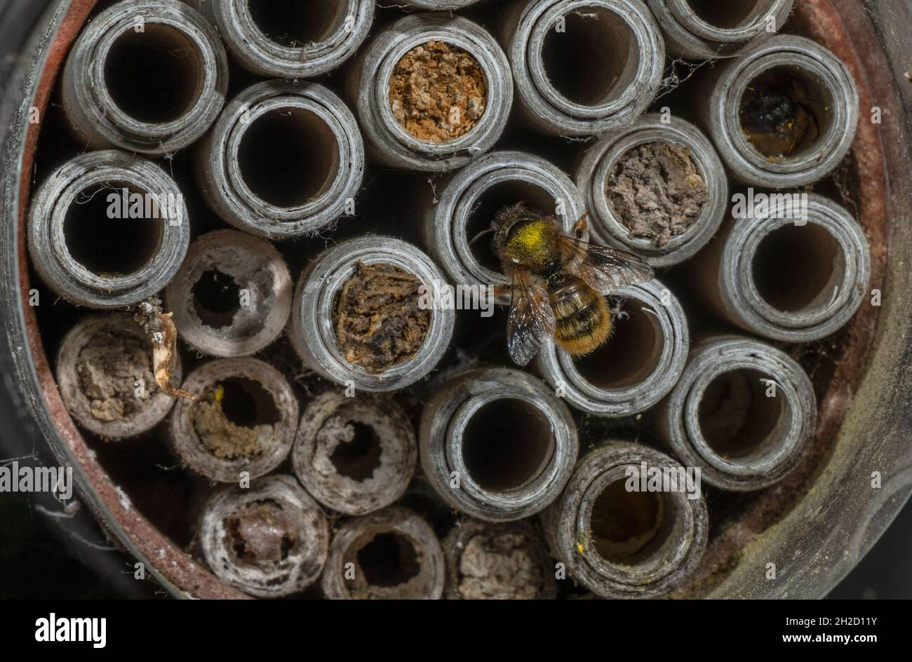 Red Mason Bee, Osmia bicornis, an Nestlöchern im Bienenhotel, im Wildtiergarten. Stockfoto