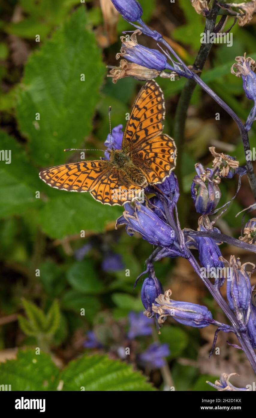 Kleiner Perlenumrandeter Fritillary, Boloria selene, der sich im Frühjahr im feuchten Grasland im Teign Valley, Devon, von Bluebells ernährt. Stockfoto