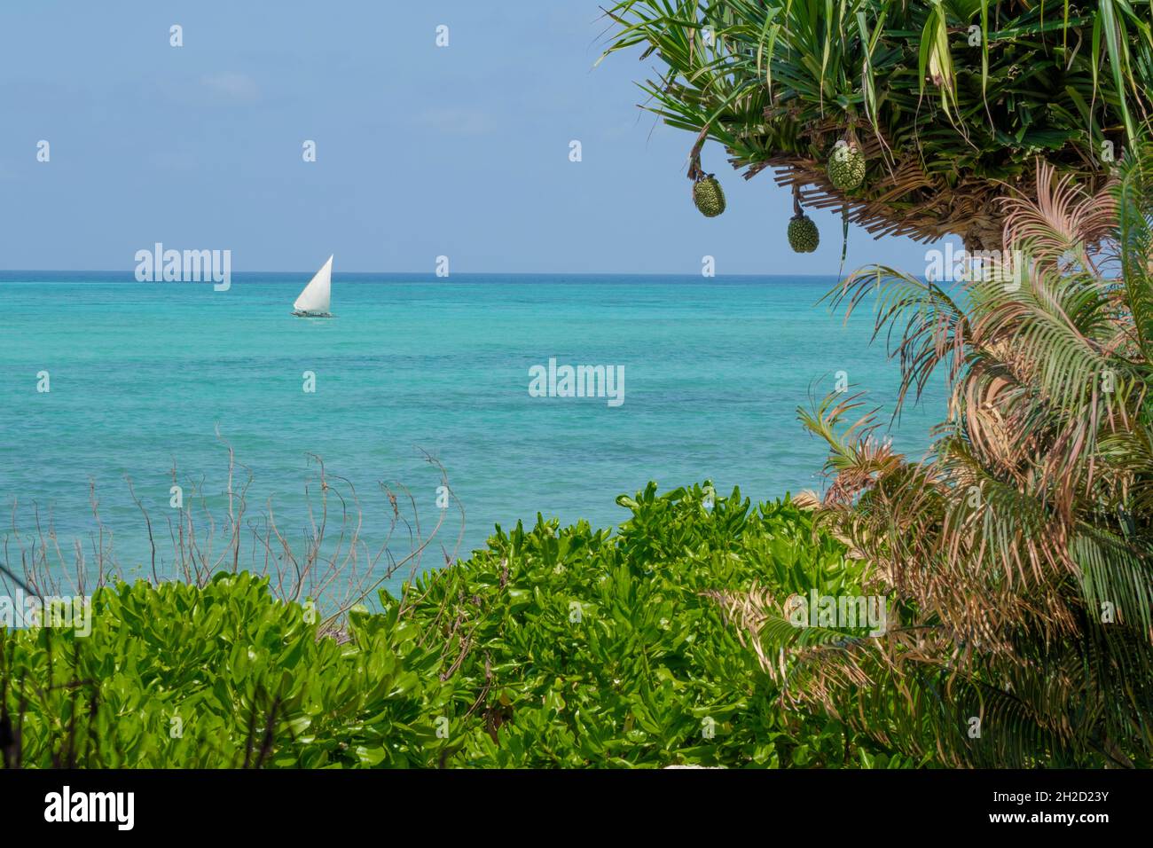 Traditionelles Fischerboot, das auf dem blauen Wasser segelt. Sansibar, Tansania, Afrika Stockfoto