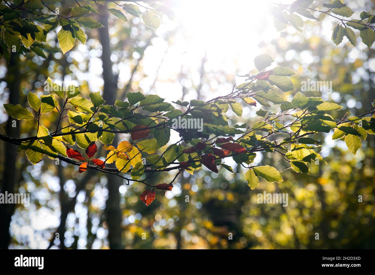 Zweig mit Herbstblättern, die von der Sonne beleuchtet werden Stockfoto