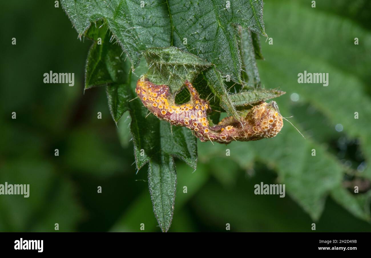 Brennnesselruste, Puccinia urticata, Pilz auf den Blättern des stechenden Nellt. Stockfoto