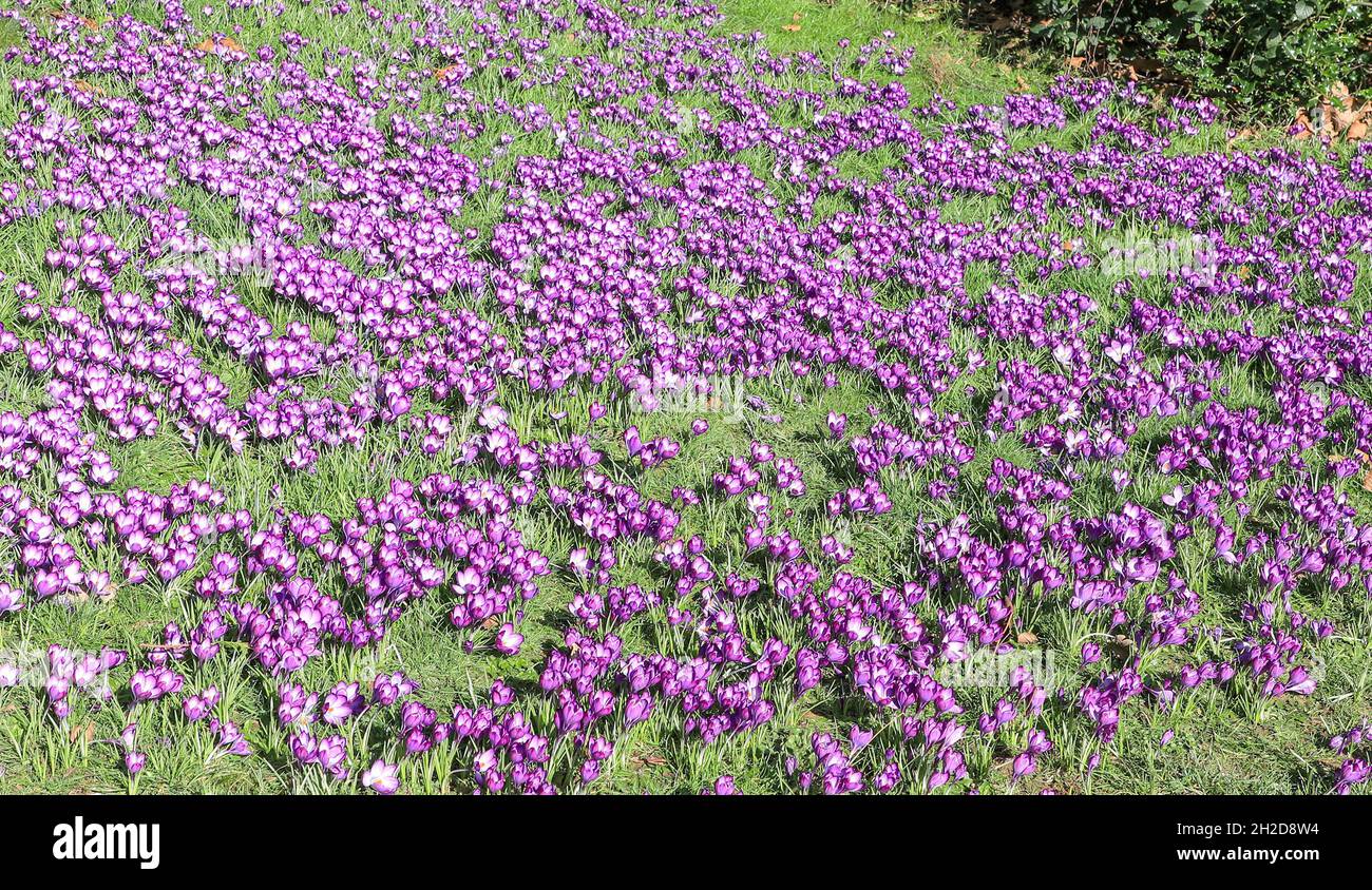 Purpurne Krokusse im Frühling in den Trentham Gardens, Stoke-on-Trent, Staffordshire, England, Großbritannien Stockfoto