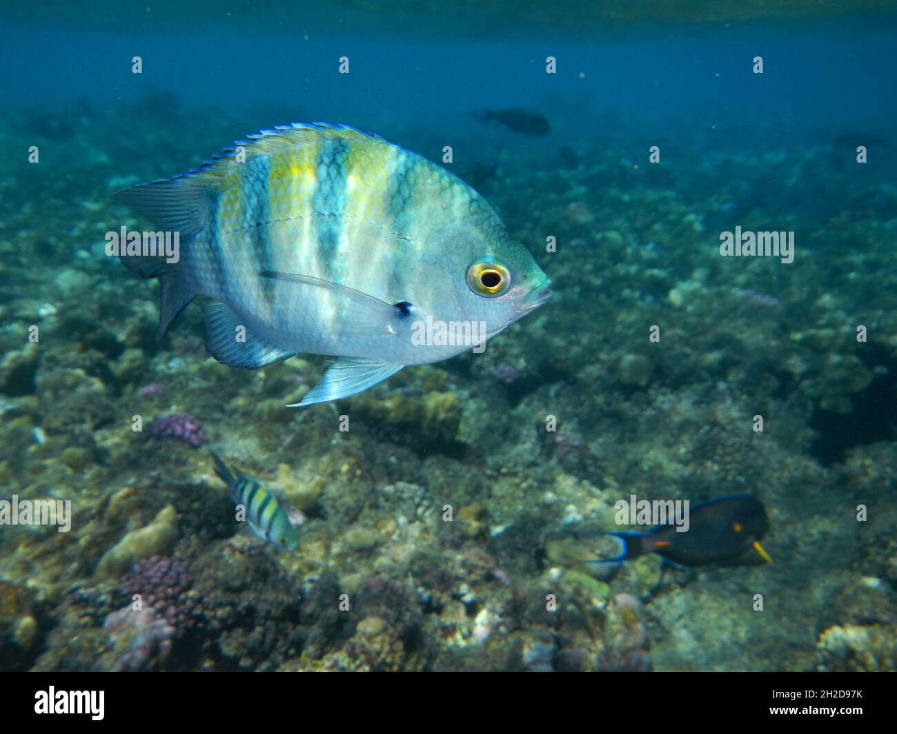 Oberfeldwebel oder Indopazifischer Sergeant / Sergeant Major oder Indopazifischer Sergeant / Abudefduf vaigiensis Stockfoto