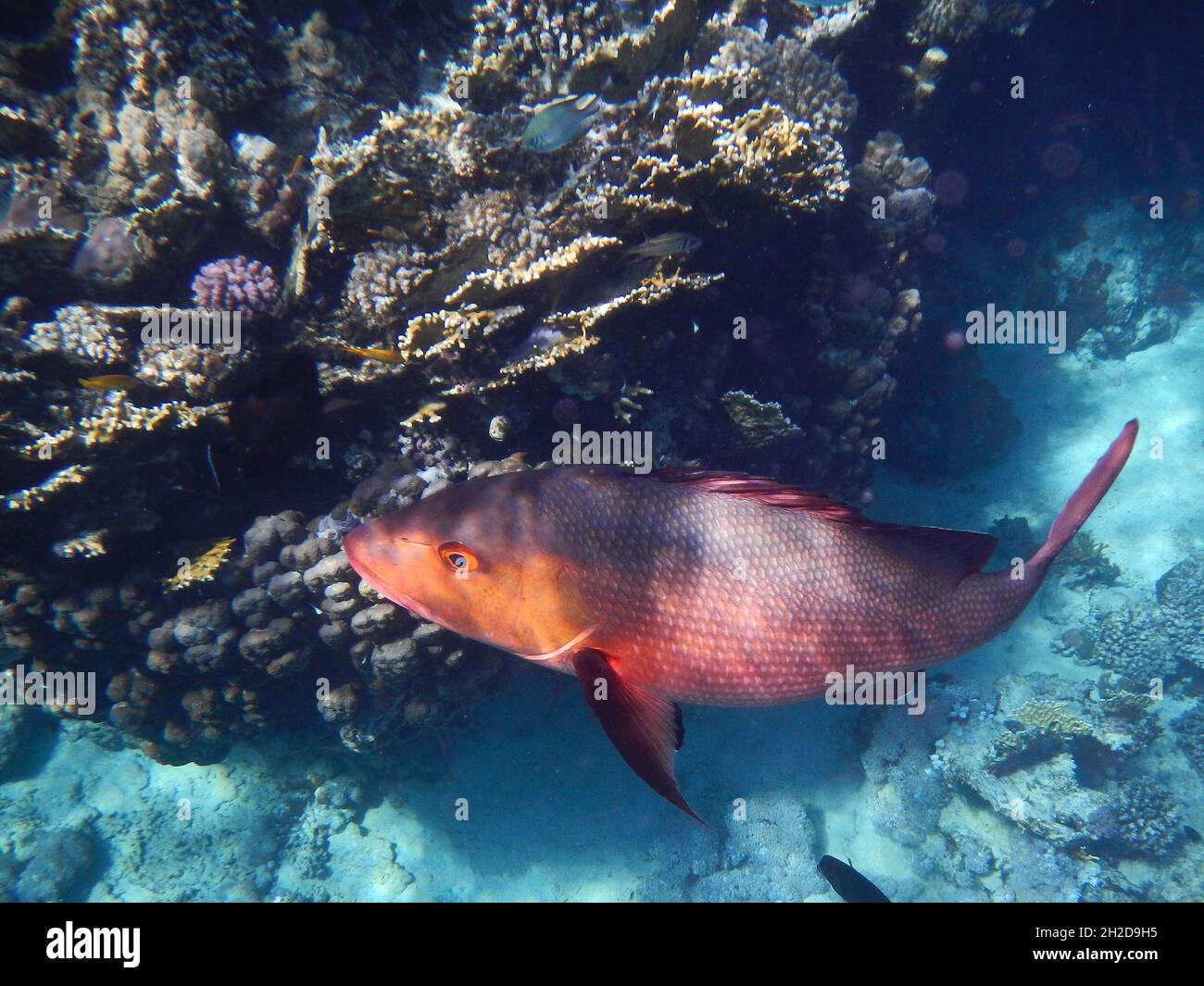 Kupferschnapper oder Doppelfleck-Schnapper / Two-Spot Red Snapper oder Twinspot Snapper / Lutjanus bohar Stockfoto