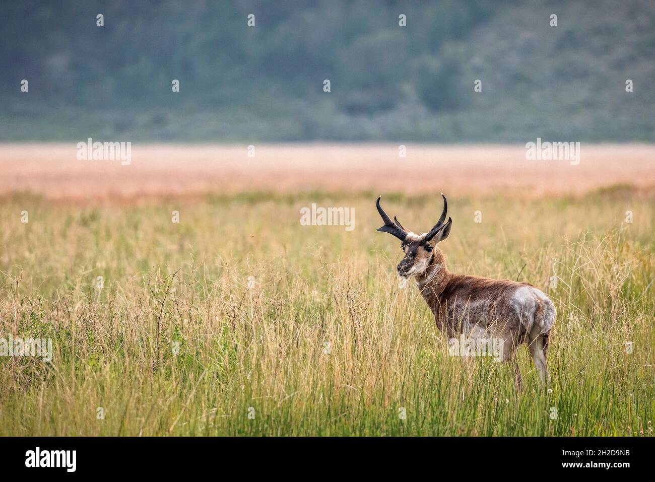 Ein Pronghorn streift durch Antelope Flats im Grand Teton National Park. Stockfoto