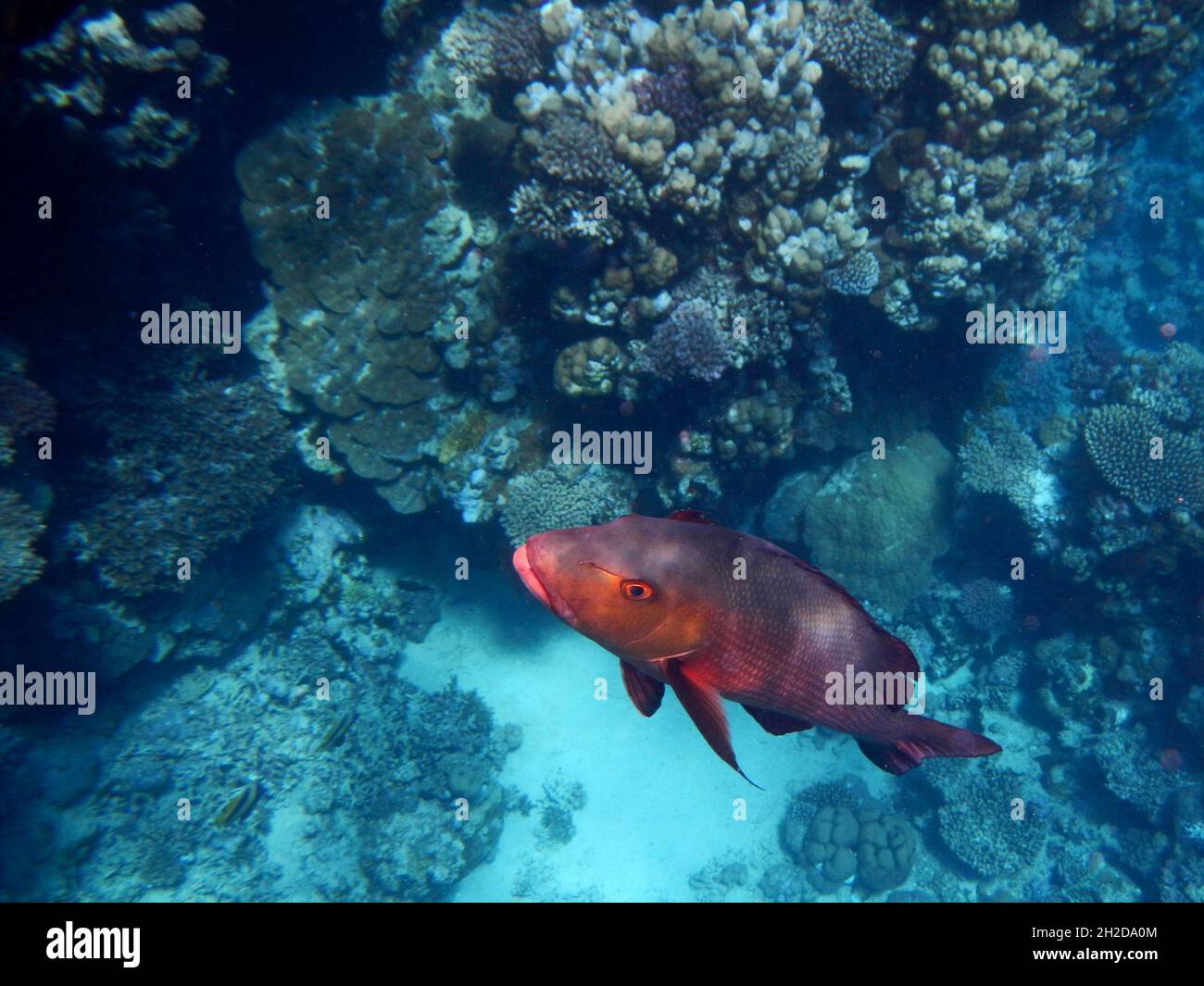 Kupferschnapper oder Doppelfleck-Schnapper / Two-Spot Red Snapper oder Twinspot Snapper / Lutjanus bohar Stockfoto