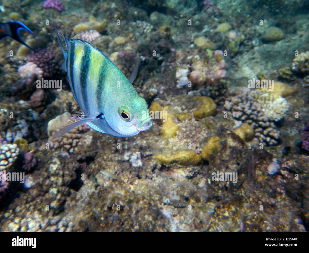 Oberfeldwebel oder Indopazifischer Sergeant / Sergeant Major oder Indopazifischer Sergeant / Abudefduf vaigiensis Stockfoto