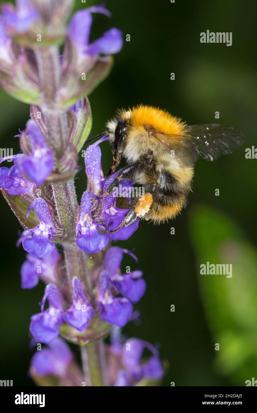 Ackerhummel, Acker-Hummel, Hummel, Blütenbesuch, Weibchen mit Pollenhöschen, Bombus pascuorum, Bombus agrorum, Megabombus pascuorum floralis, gemein c Stockfoto
