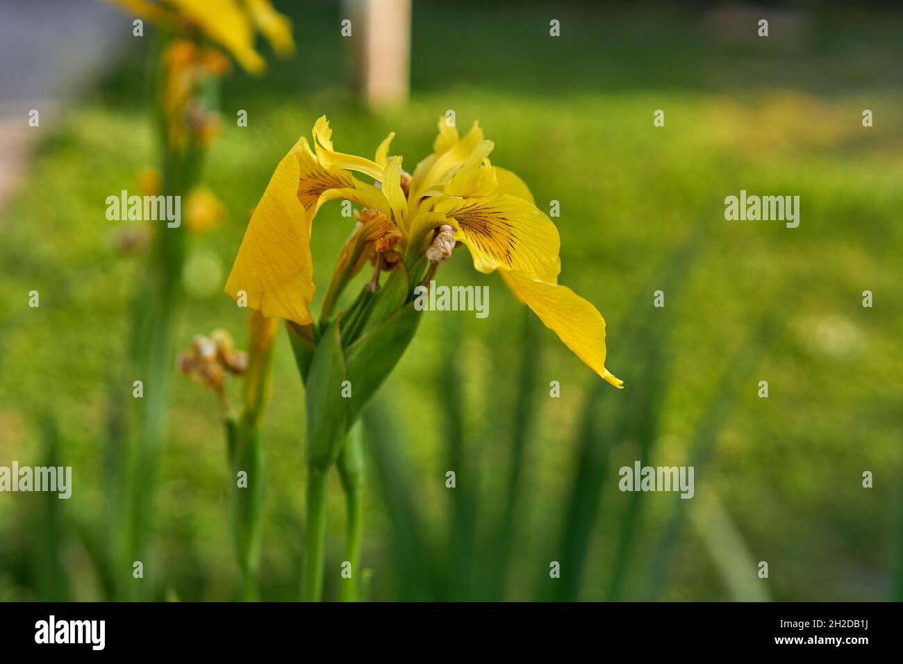Gelbe Blume Iris pseudacorus auf grün verschwommenem Hintergrund. Selektiver Fokus. Horizontal Stockfoto