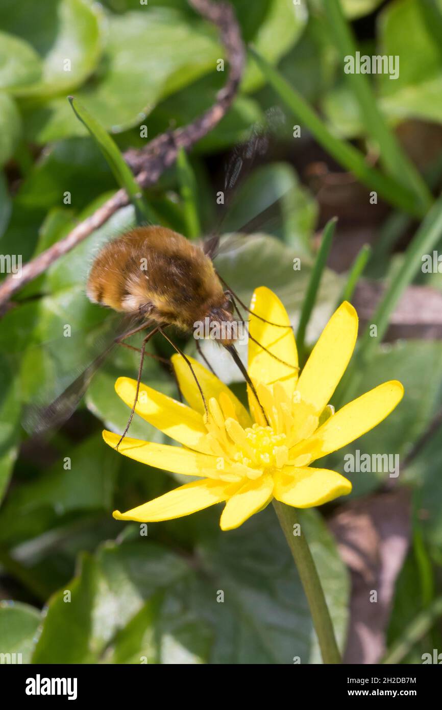 Großer Wollschweber, Wollschwber, Bütenbesuch an Scharbockskraut, Hummelschweber, Bombylius major, Große Bienenfliege, dunkelkantige Bienenfliege, größere Bienenfliege Stockfoto