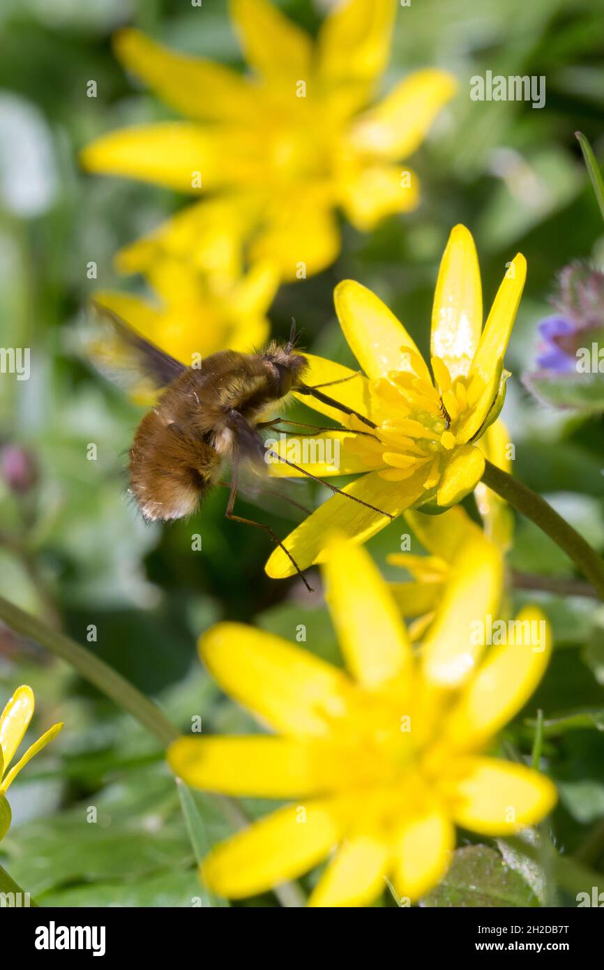 Großer Wollschweber, Wollschwber, Bütenbesuch an Scharbockskraut, Hummelschweber, Bombylius major, Große Bienenfliege, dunkelkantige Bienenfliege, größere Bienenfliege Stockfoto