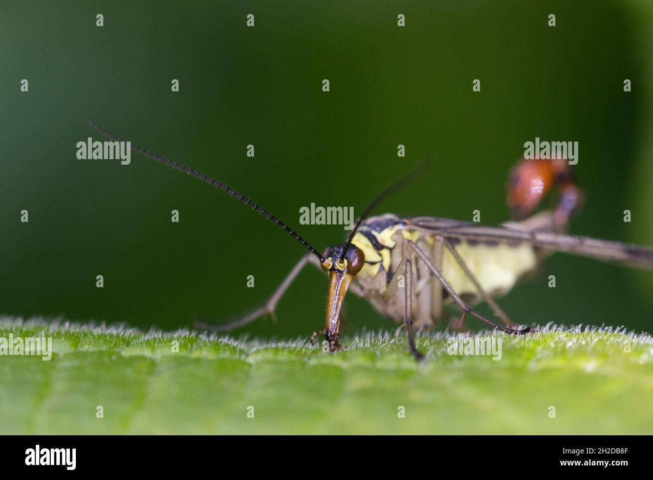 Skorpionsfliege, Skorpions-Fliege, Männchen mit Skorpionsschwanzartiger Hinterleibsspitze, Panorpa cf. Communis, Panorpa, gemeine Skorpionfliege, Skorpion Stockfoto